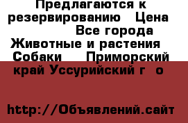 Предлагаются к резервированию › Цена ­ 16 000 - Все города Животные и растения » Собаки   . Приморский край,Уссурийский г. о. 